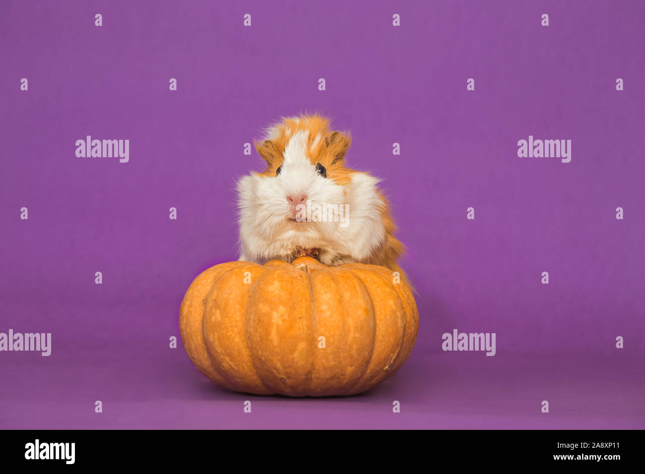 View of Little Guinea Pig on the pumpkin Stock Photo - Alamy