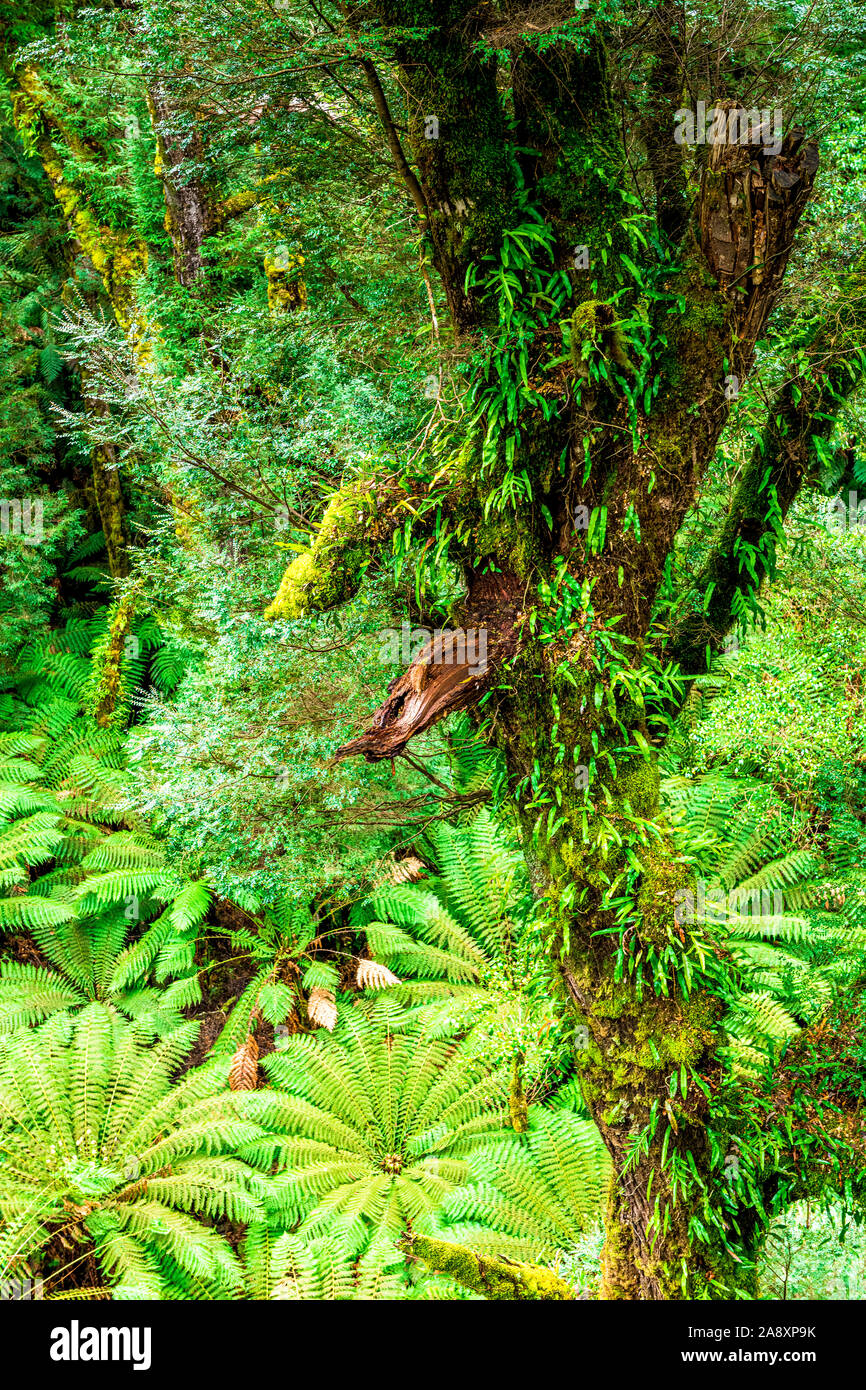 Kangaroo fern, Microsorum pustulatum, adheres to multiple tree trunks within the wet sclerophyll forest at Otway Fly in Victoria, Australia. Stock Photo