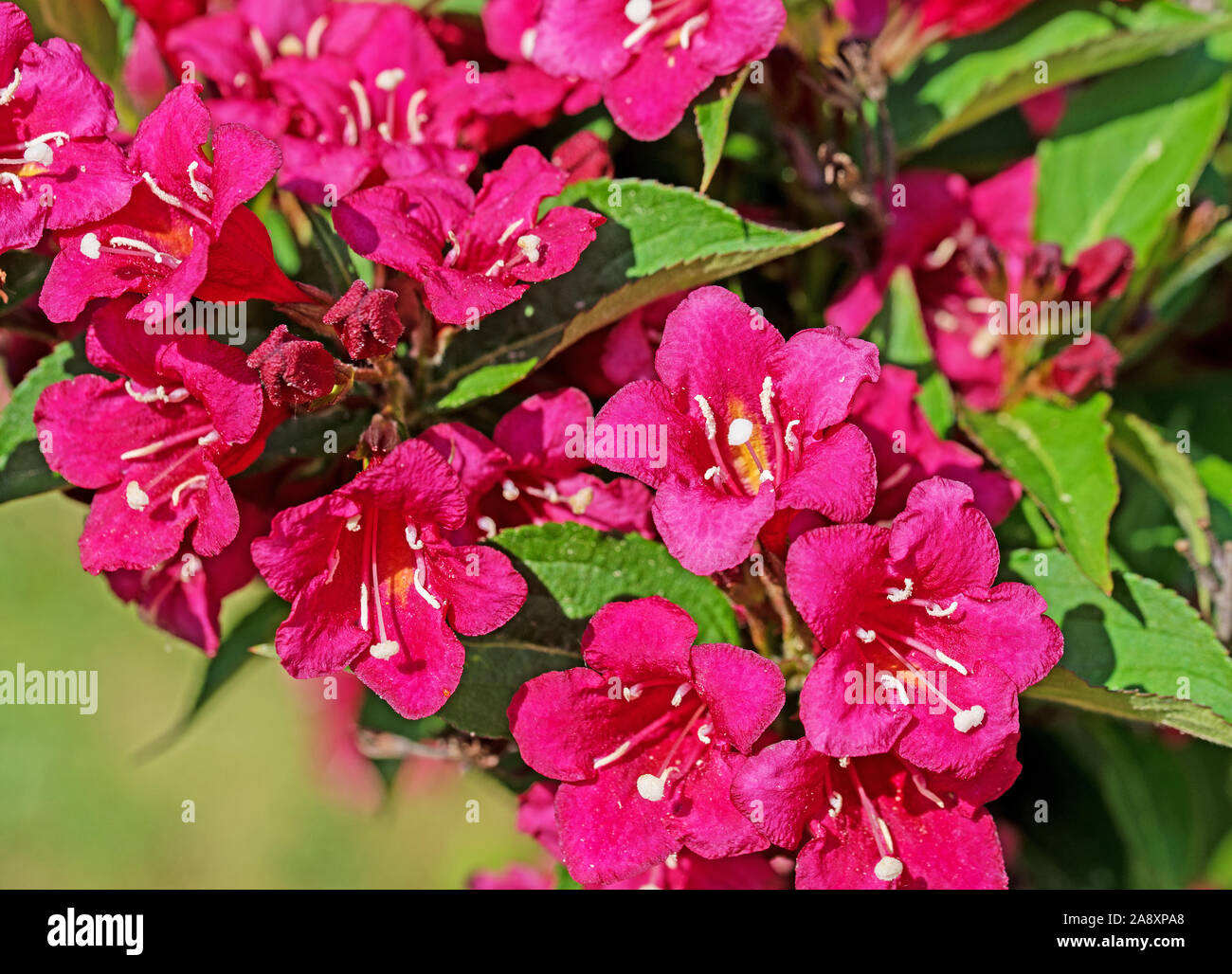 Blossoming weigela in spring Stock Photo
