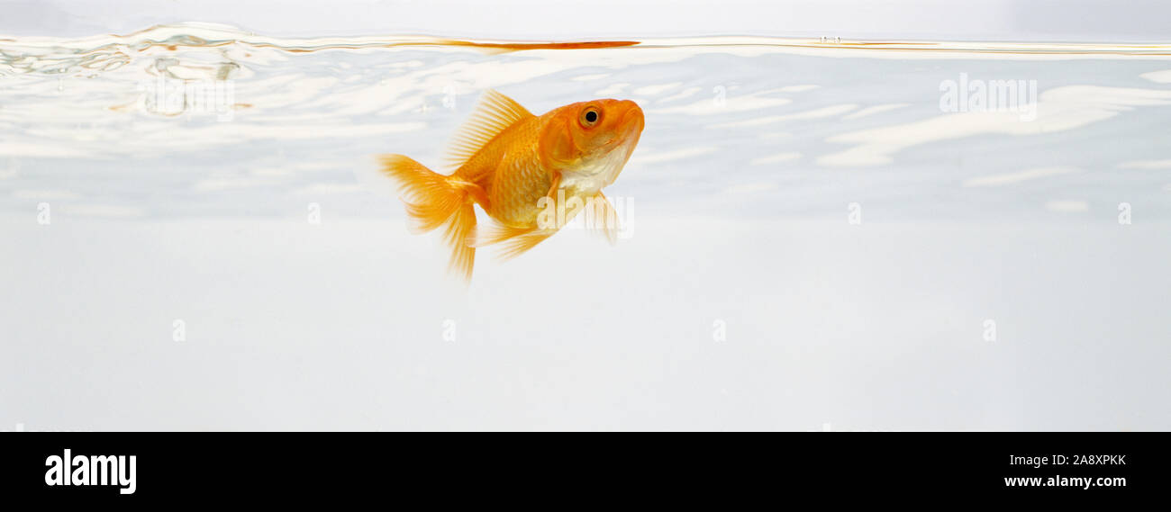 Fantail Goldfish swimming in aquarium. Stock Photo