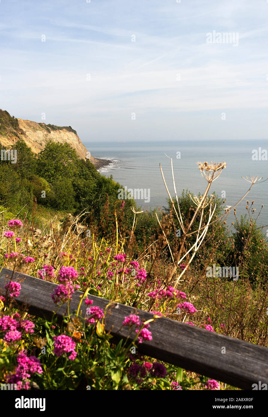 Cliff Edge and Shrubs and Bushes Towards Ness Point with Pink Wild Marjoram Flowers at Robin Hoods Bay North Yorkshire England United Kingdom UK Stock Photo