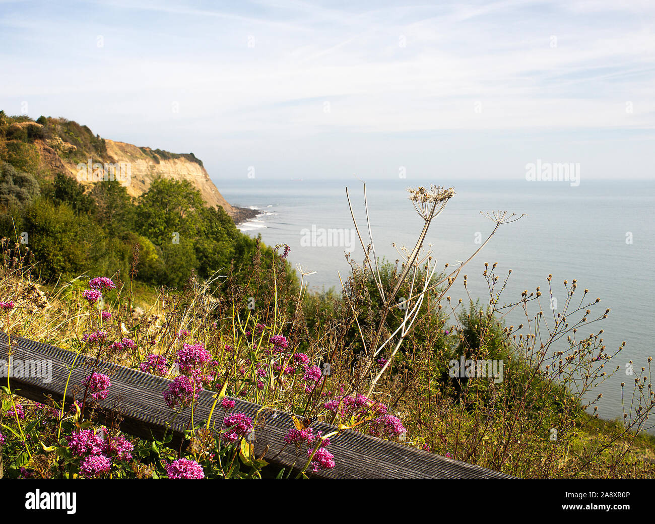 Cliff Edge and Shrubs and Bushes Towards Ness Point with Pink Wild Marjoram Flowers at Robin Hoods Bay North Yorkshire England United Kingdom UK Stock Photo