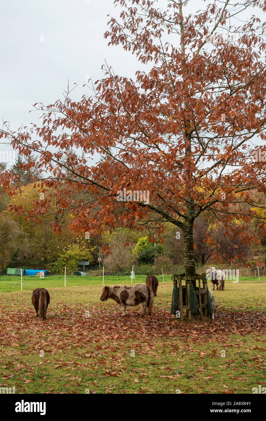 Shetland Ponies Grazing in a Field in an Edinburgh Suburb with Colourful Autumnal Tints in the Trees Scotland United Kingdom UK Stock Photo