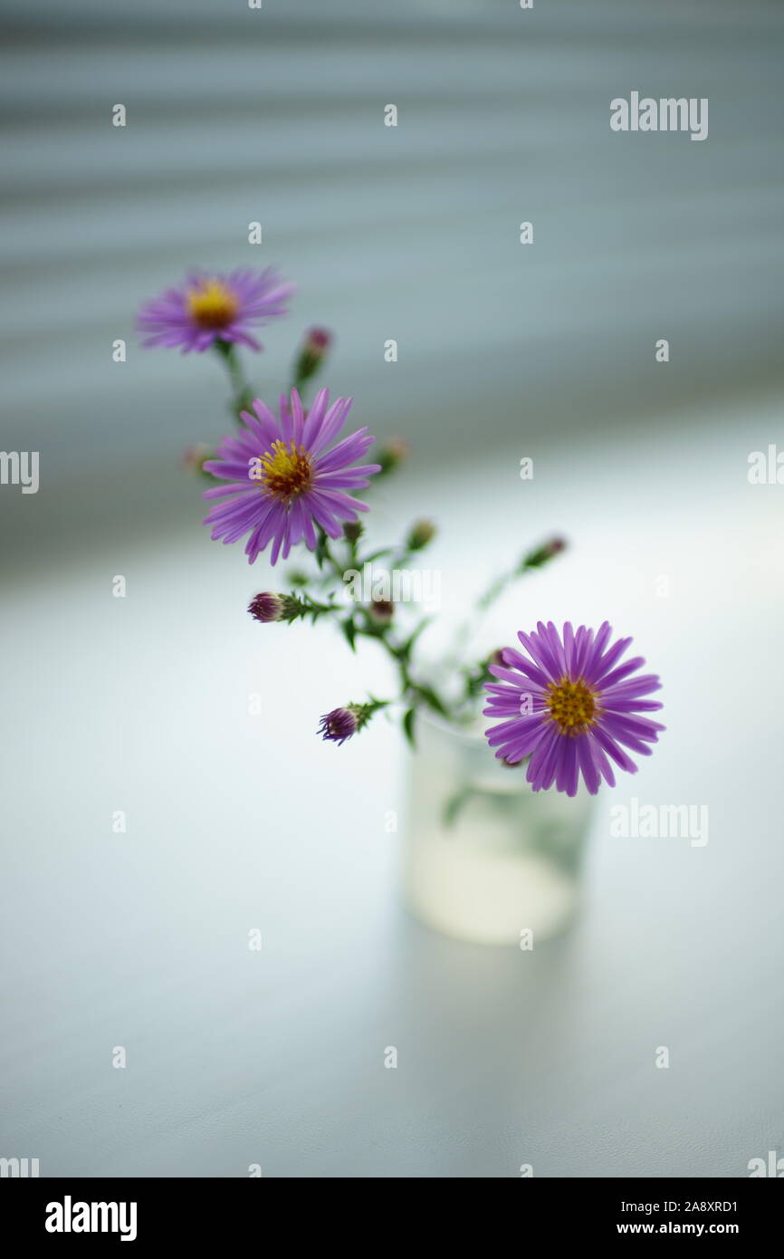 delicate little purple flower in a vase on light blurred room Stock Photo