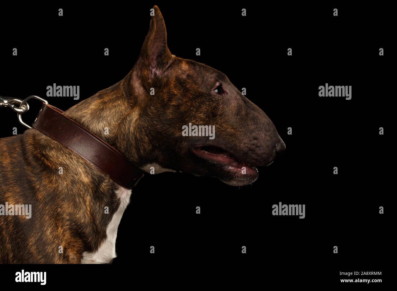 Portrait of Bull Terrier Dog on hold collar on isolated black background, profile view Stock Photo