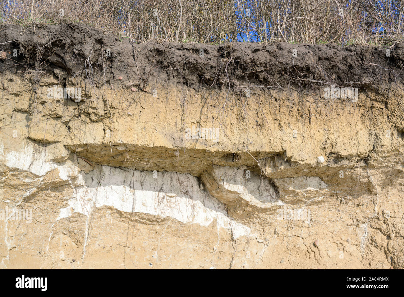 Soil layers at the edge of an eroded steep coast cliff with trees on top, on the German island Poel  near Wismar, Baltic Sea, copy space Stock Photo