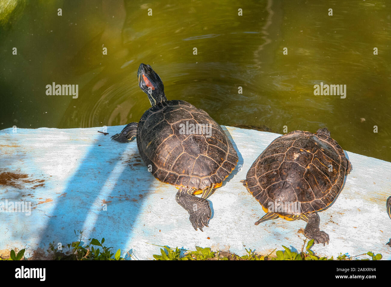 A pair of slow turtles are going to swim in the pool of the Kharkov zoo. Kharkov, Ukraine. June 2012 Stock Photo