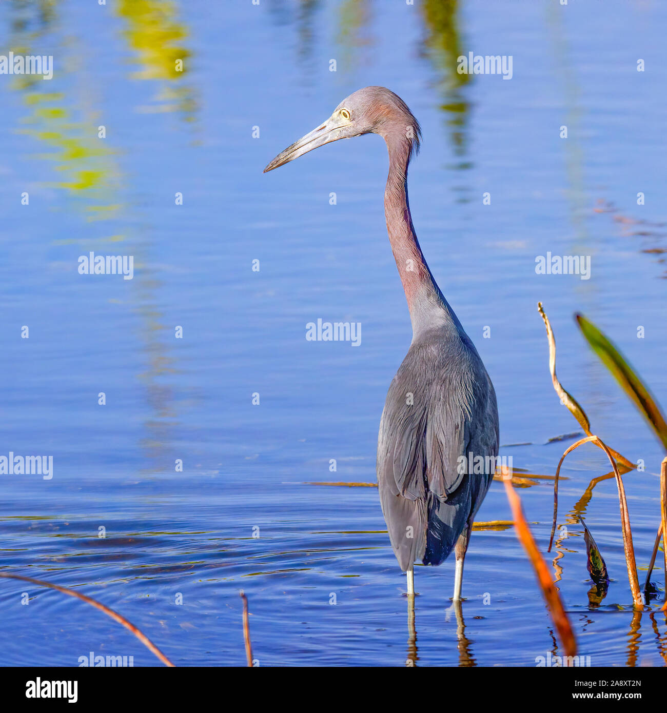 A Little Blue Heron wades casually through the waters of the Florida Everglades. Stock Photo