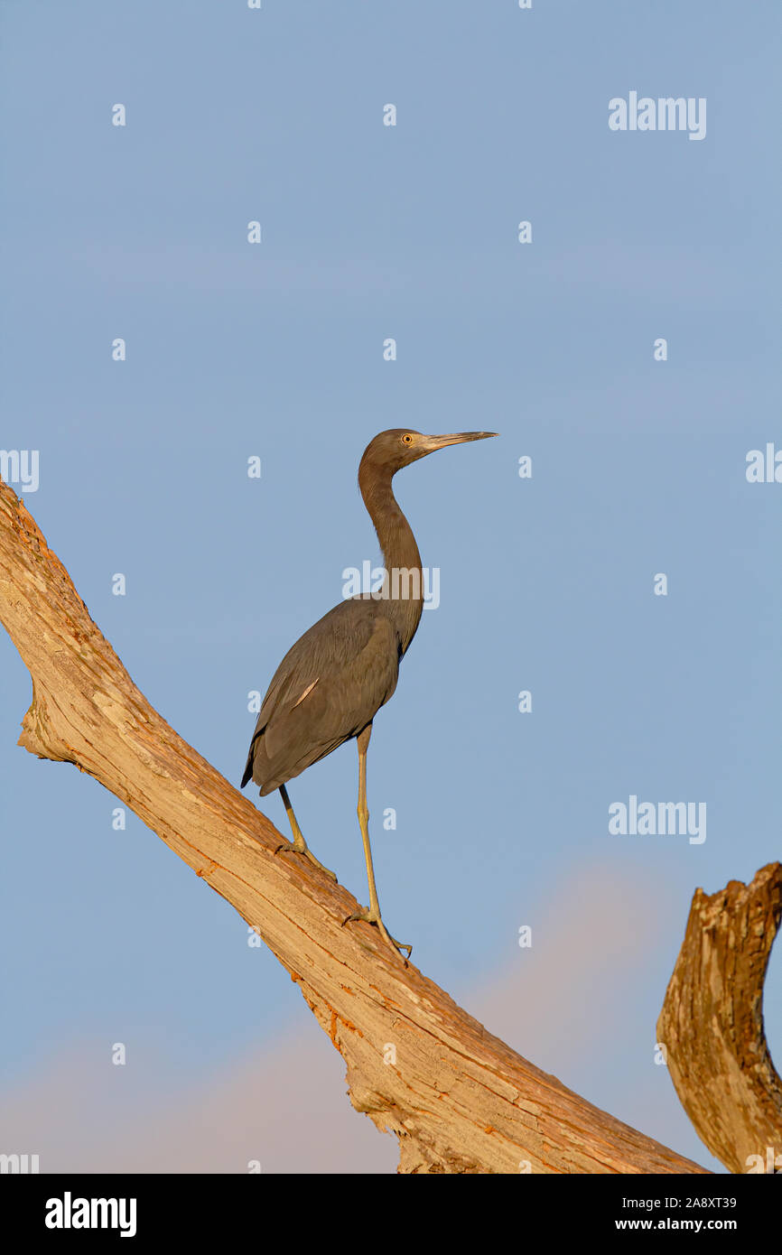 A Tri Colored Heron watches the skies while perched in a tree in the Florida Everglades. Stock Photo