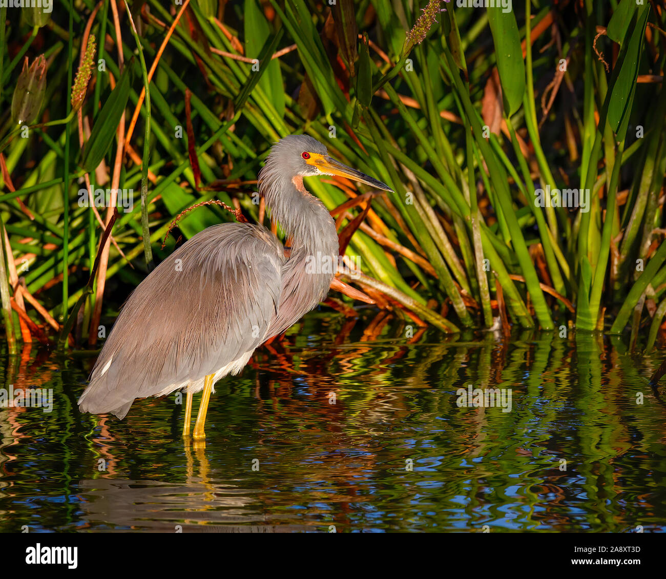 A Tri Colored Heron dries off at sunset in the Florida Everglades. Stock Photo