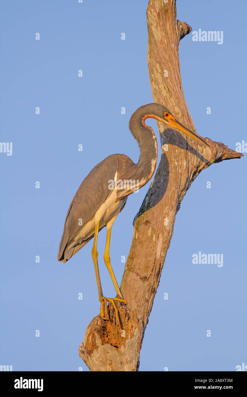 A Tri Colored Heron perches in a tree at sunset in the Florida Everglades. Stock Photo