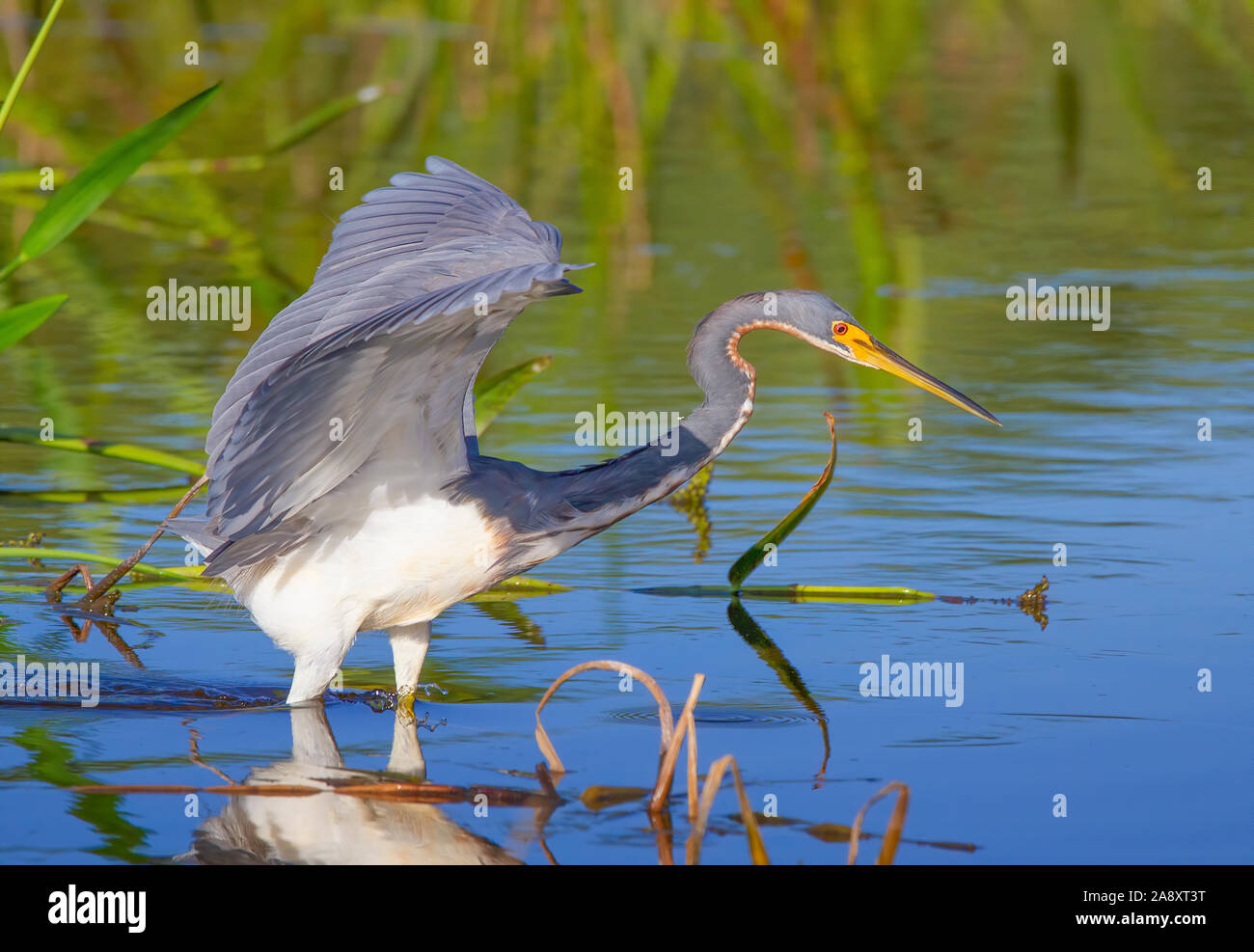 A Tri Colored Heron hunts for food in the Florida Everglades. Stock Photo