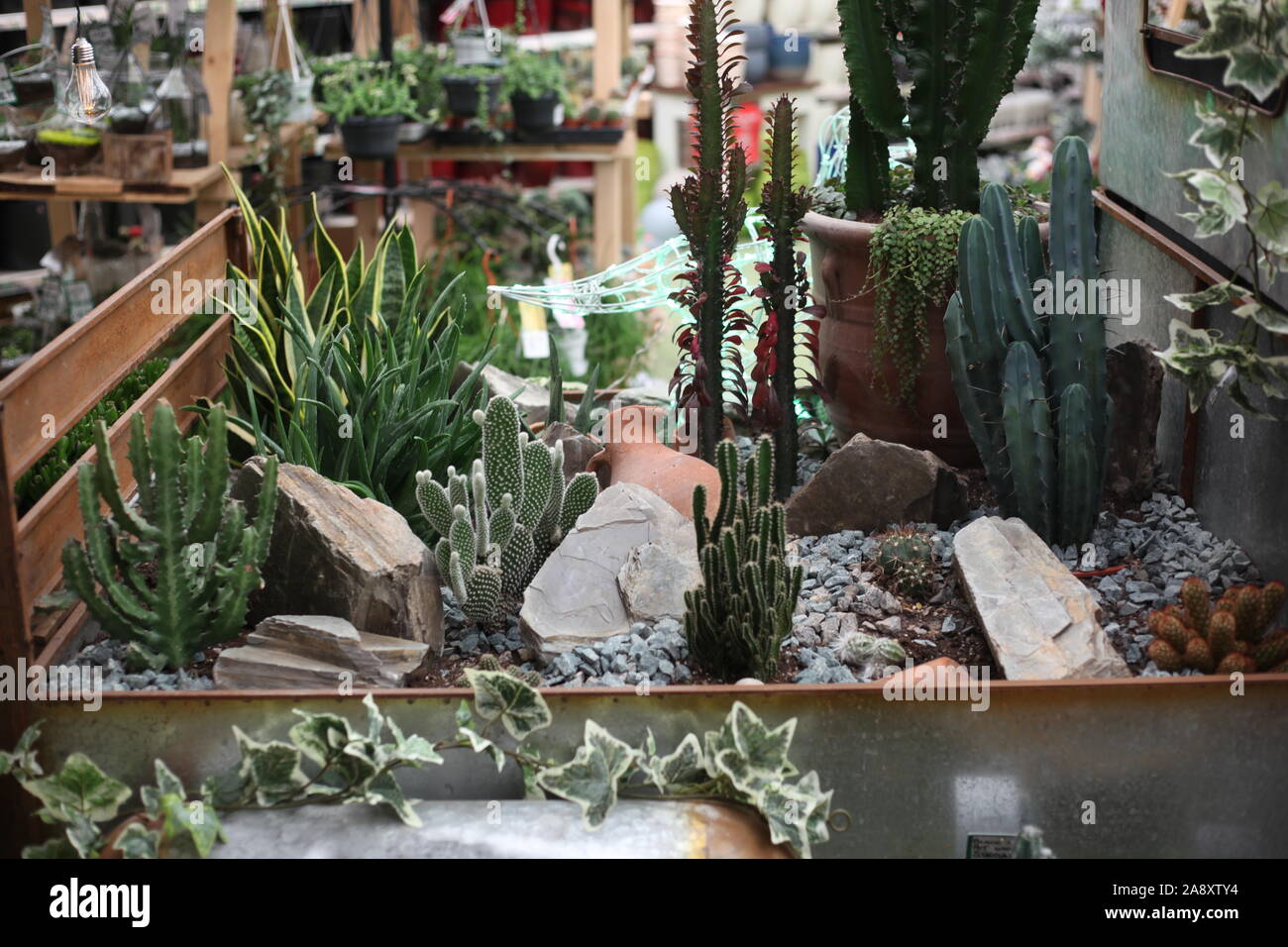 Plants & Gardens - View of a Cacti, Air & Succulent garden in a trendy  store interior setting. Pick-up truck planter. Editorial only. Copyspace  Stock Photo - Alamy