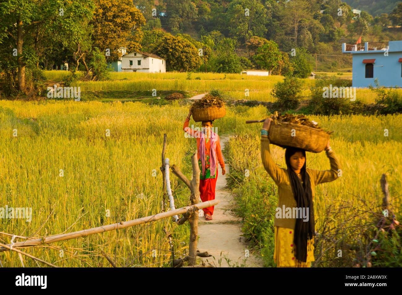 Indian Woman In Raditional Clothes Carrying Baskets Full Of Firewood On A Remote Village On The 