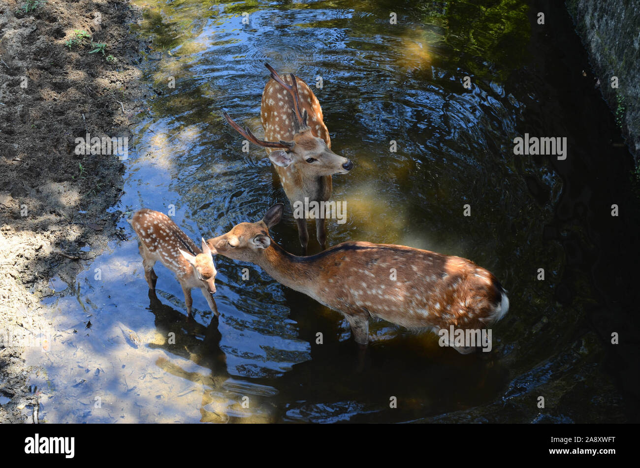 Deer family, mother licking fawn baby, in Nara, Japan Stock Photo