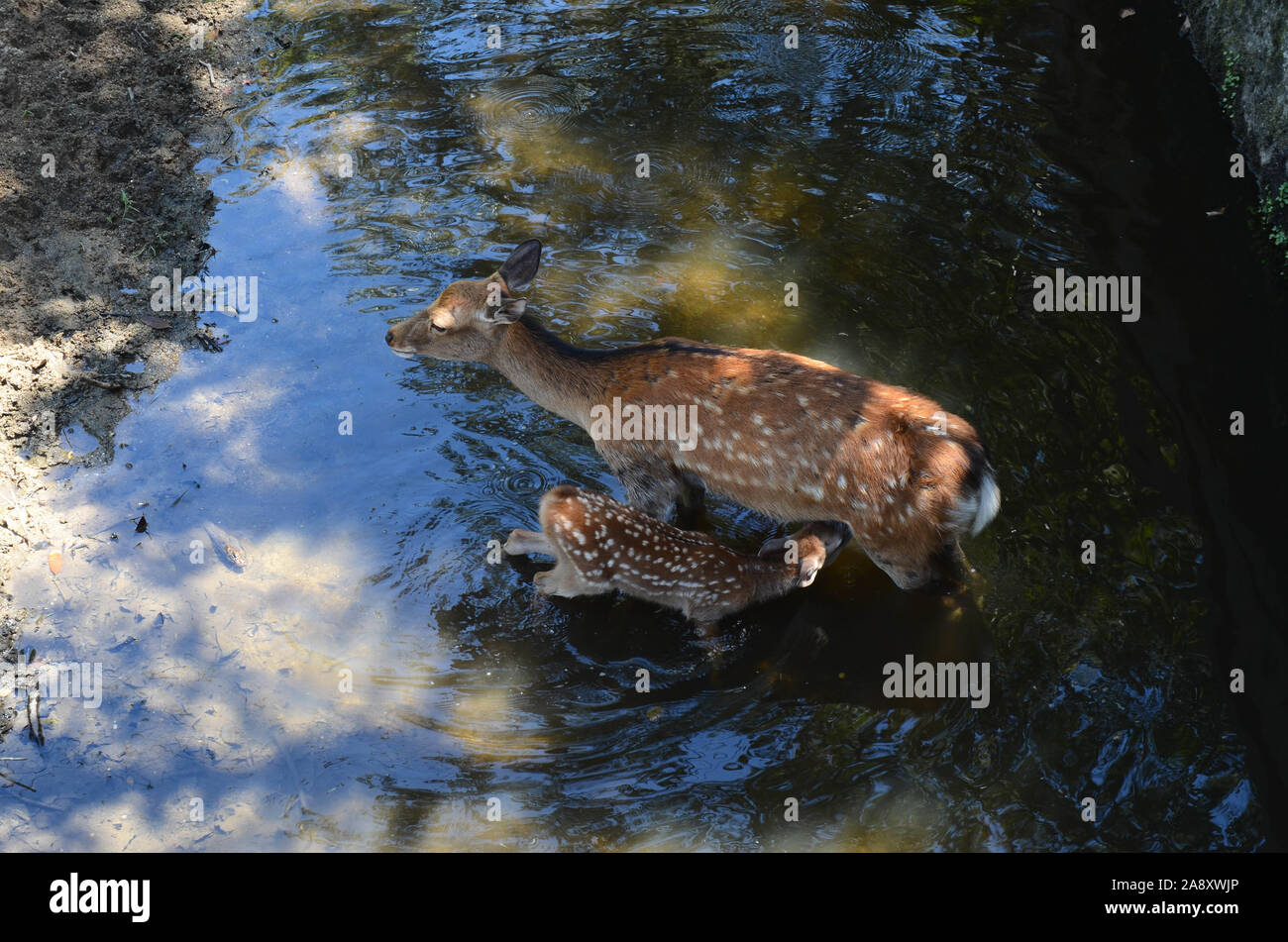 Deer family, fawn baby sucking its mother, in Nara, Japan Stock Photo