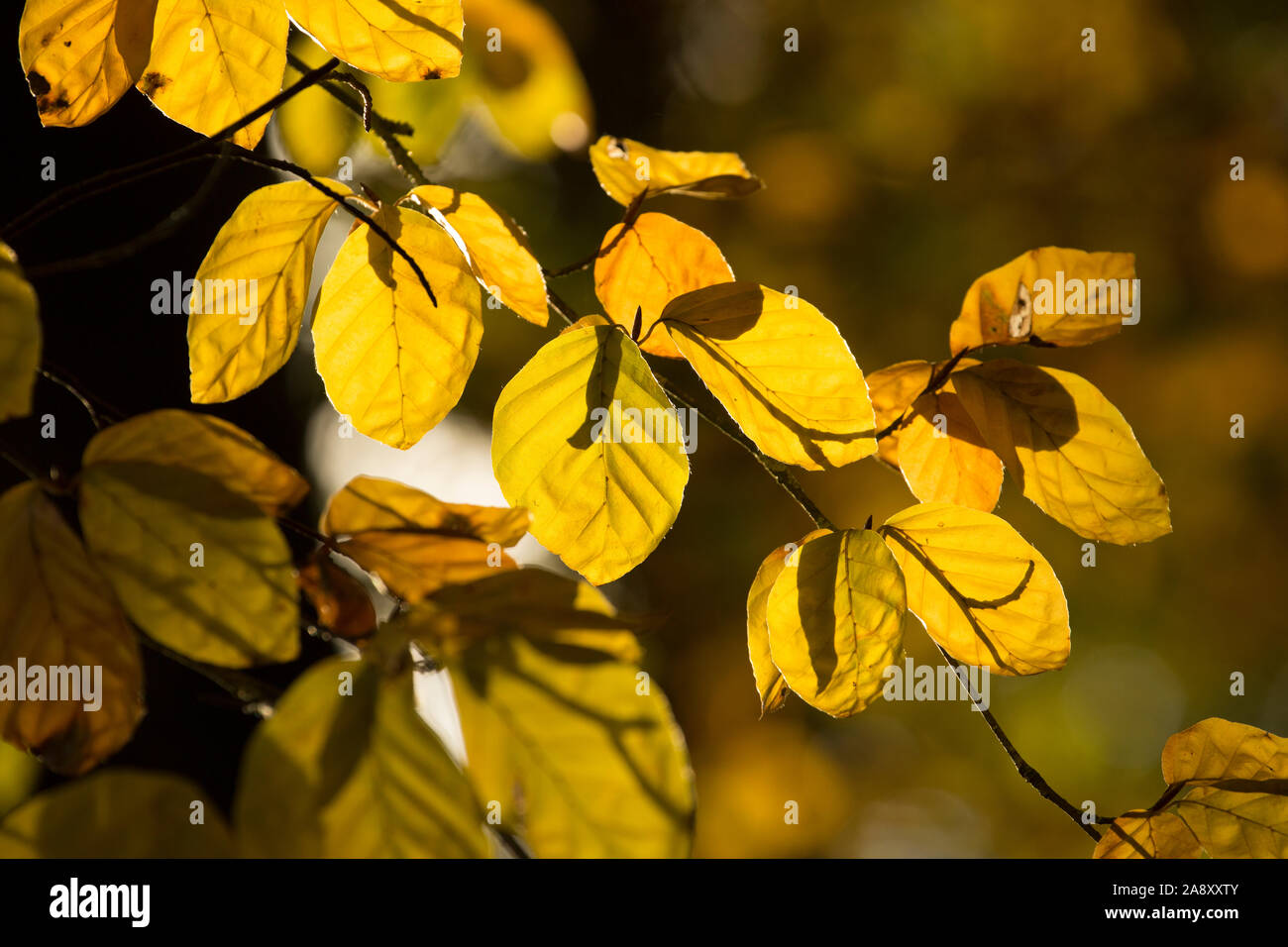 Beech leaves hi-res stock photography and images - Alamy
