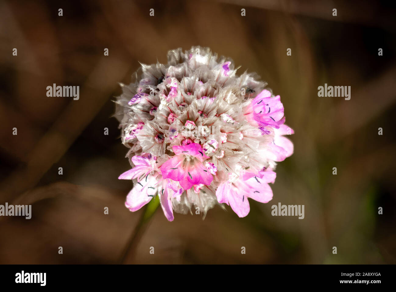 Macro close up of a Armeria Alpina -  pink mountain thrift -  blooming wild at 2200 meter altitude in the italian Dolomites at the Sellajoch Stock Photo