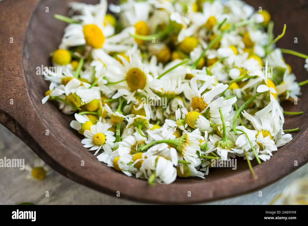 Dried Chamomile Flowers High Resolution Stock Photography And Images Alamy