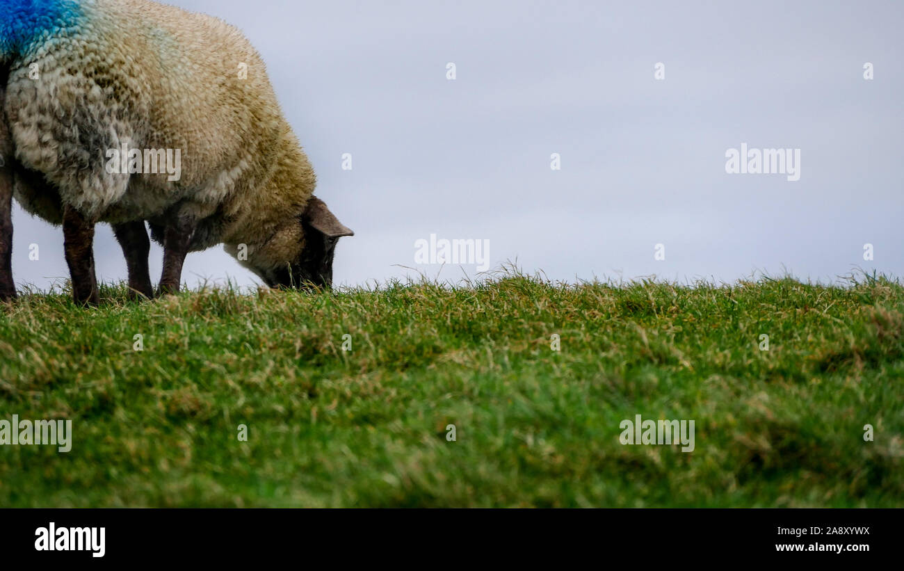 Sheep Ireland marked blue Stock Photo Alamy