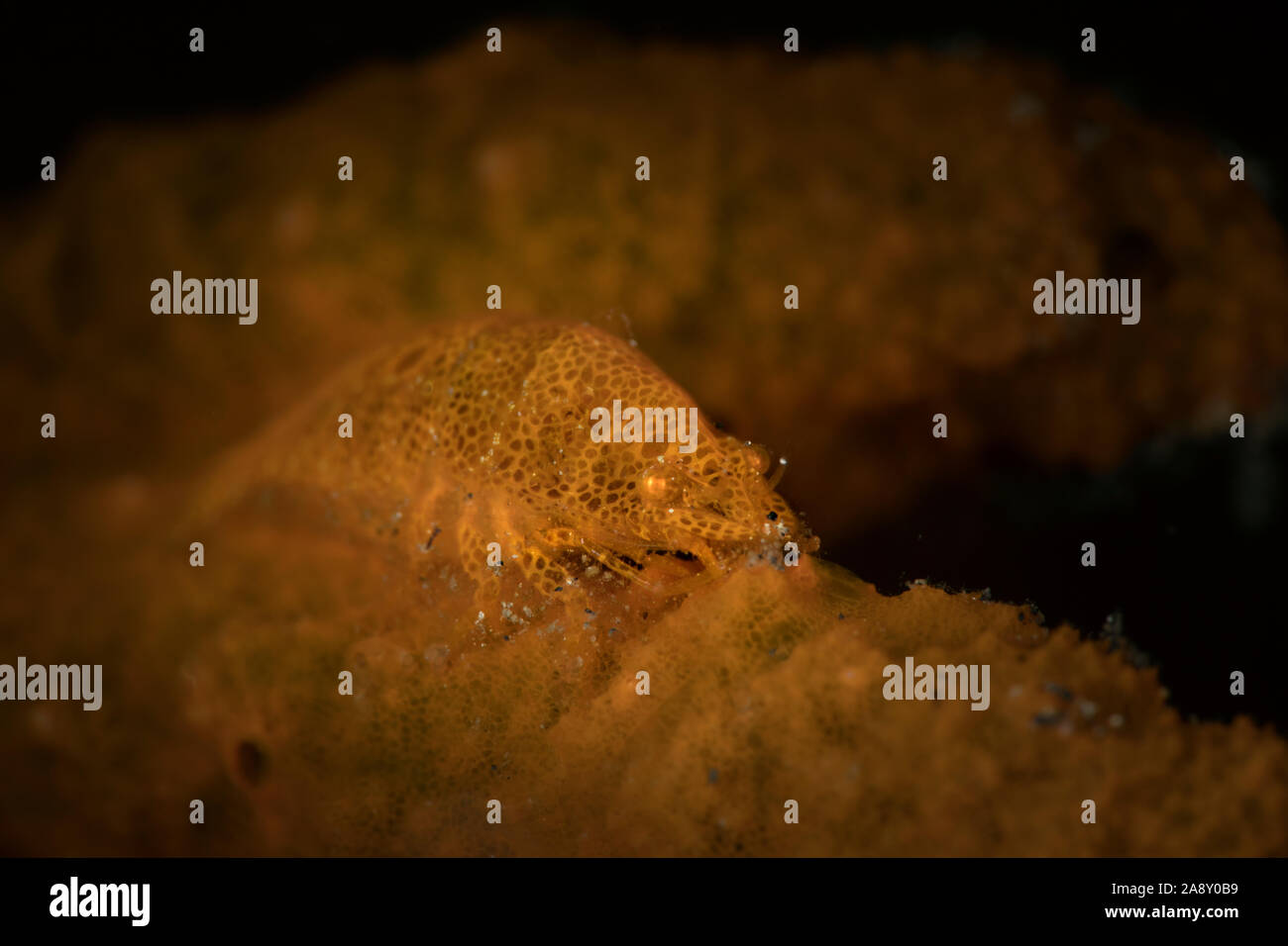 Master of camouflage. Cryptic Sponge Shrimp (Gelastocaris paronae). Underwater macro photography from Lembeh Strait, Indonesia Stock Photo