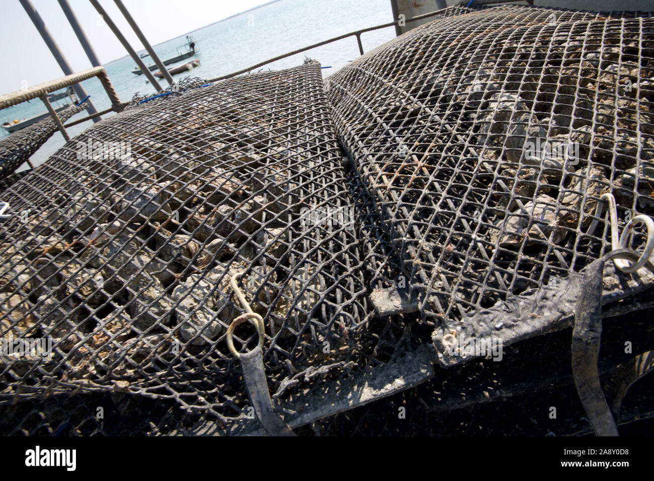 Oyster farming ile de re france stock photo alamy