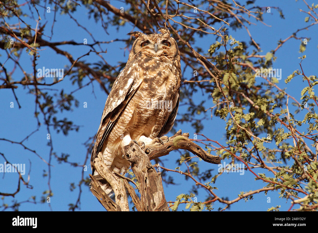 Flecken uhu hi-res stock photography and images - Alamy