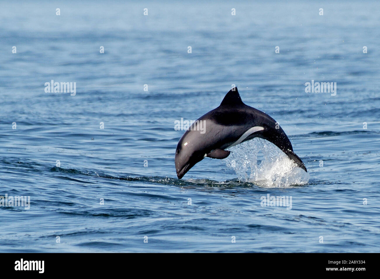 Springender Delphin, BLau-Weisser Delfin Stock Photo