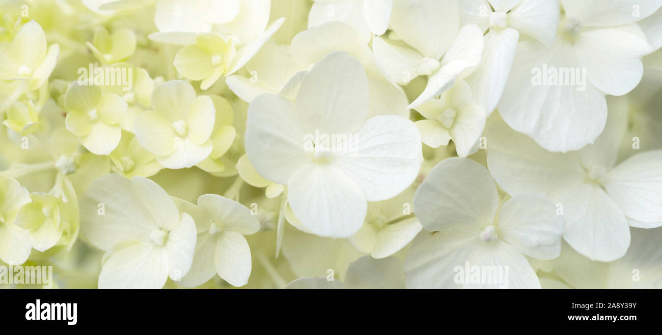 Wiese Acres Hardy Hydrangeas