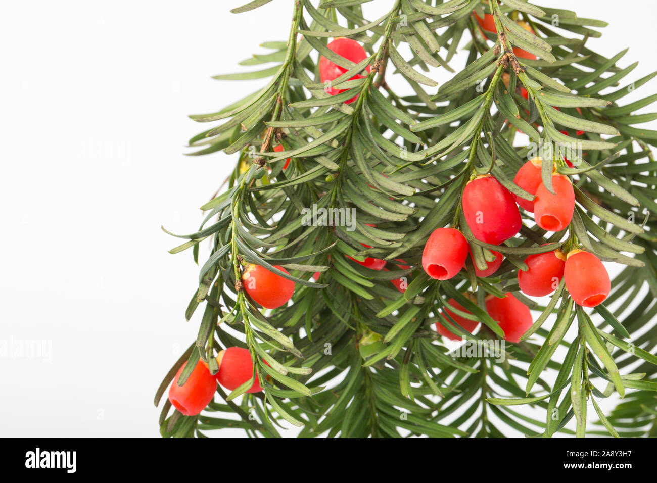 Red berries of the female yew tree, Taxus baccata, photographed in a studio against a white background. Dorset England UK GB Stock Photo