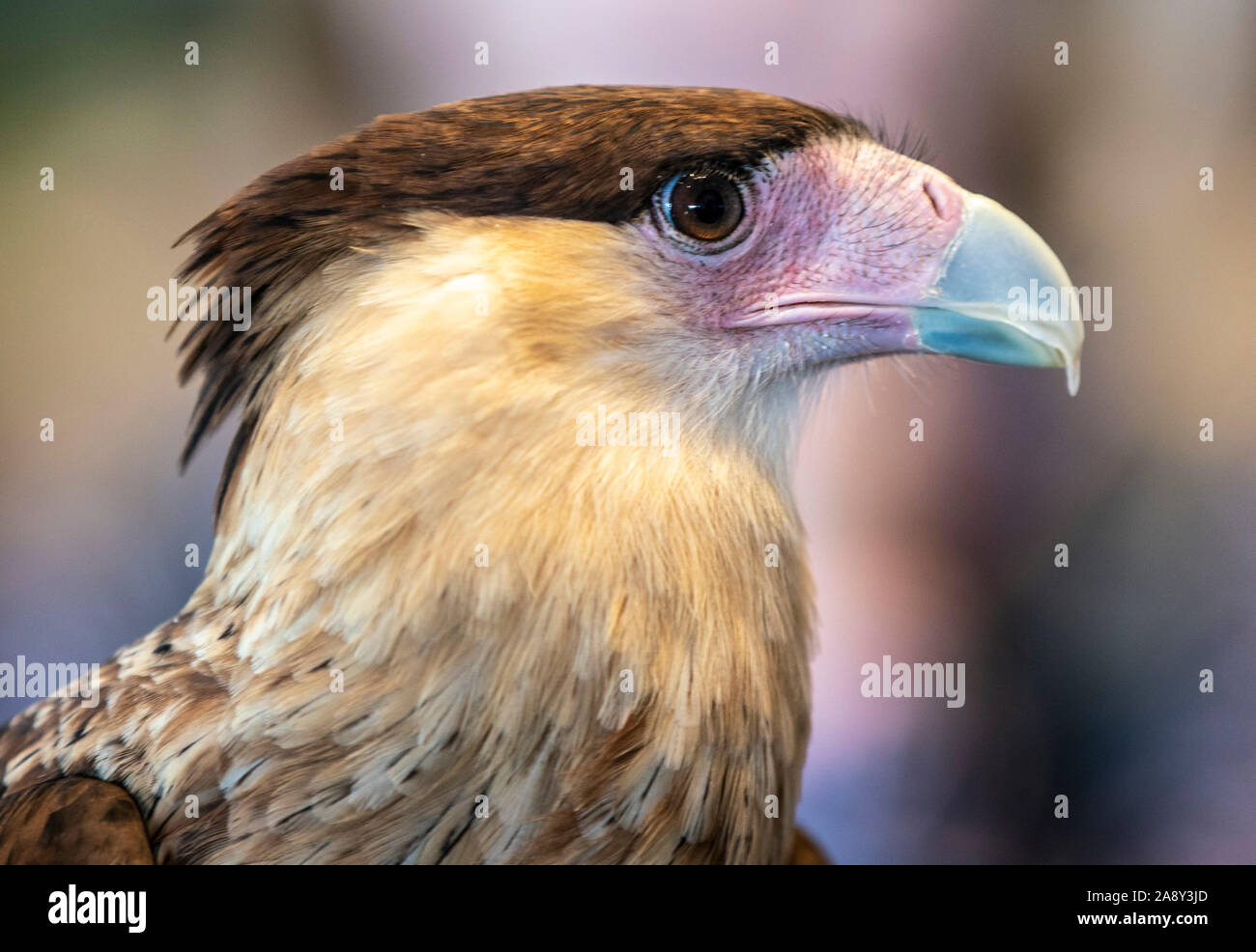 Hooked nose Stock Photo - Alamy