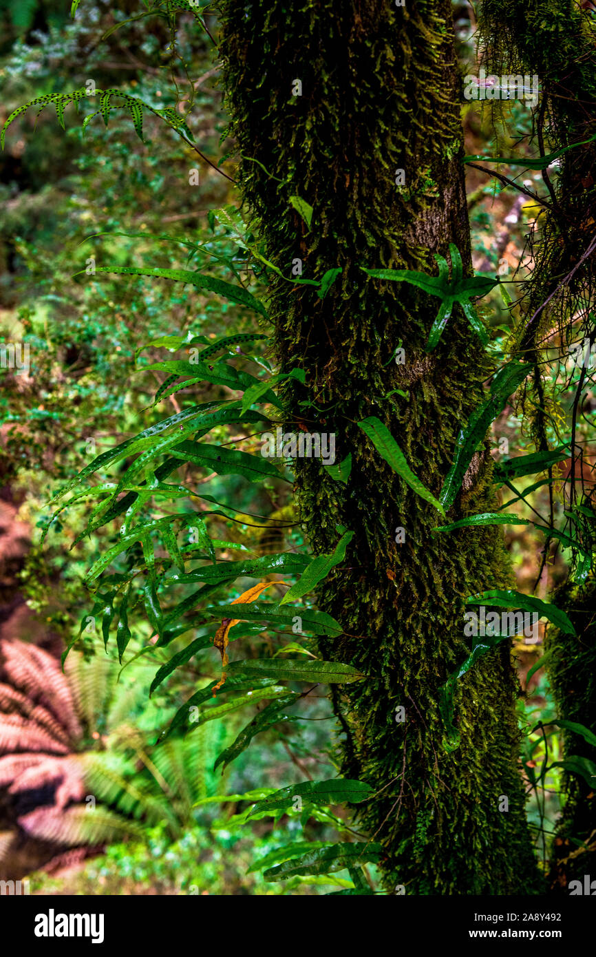 Kangaroo fern, Microsorum pustulatum, adheres to multiple tree trunks within the wet sclerophyll forest at Otway Fly in Victoria, Australia. Stock Photo