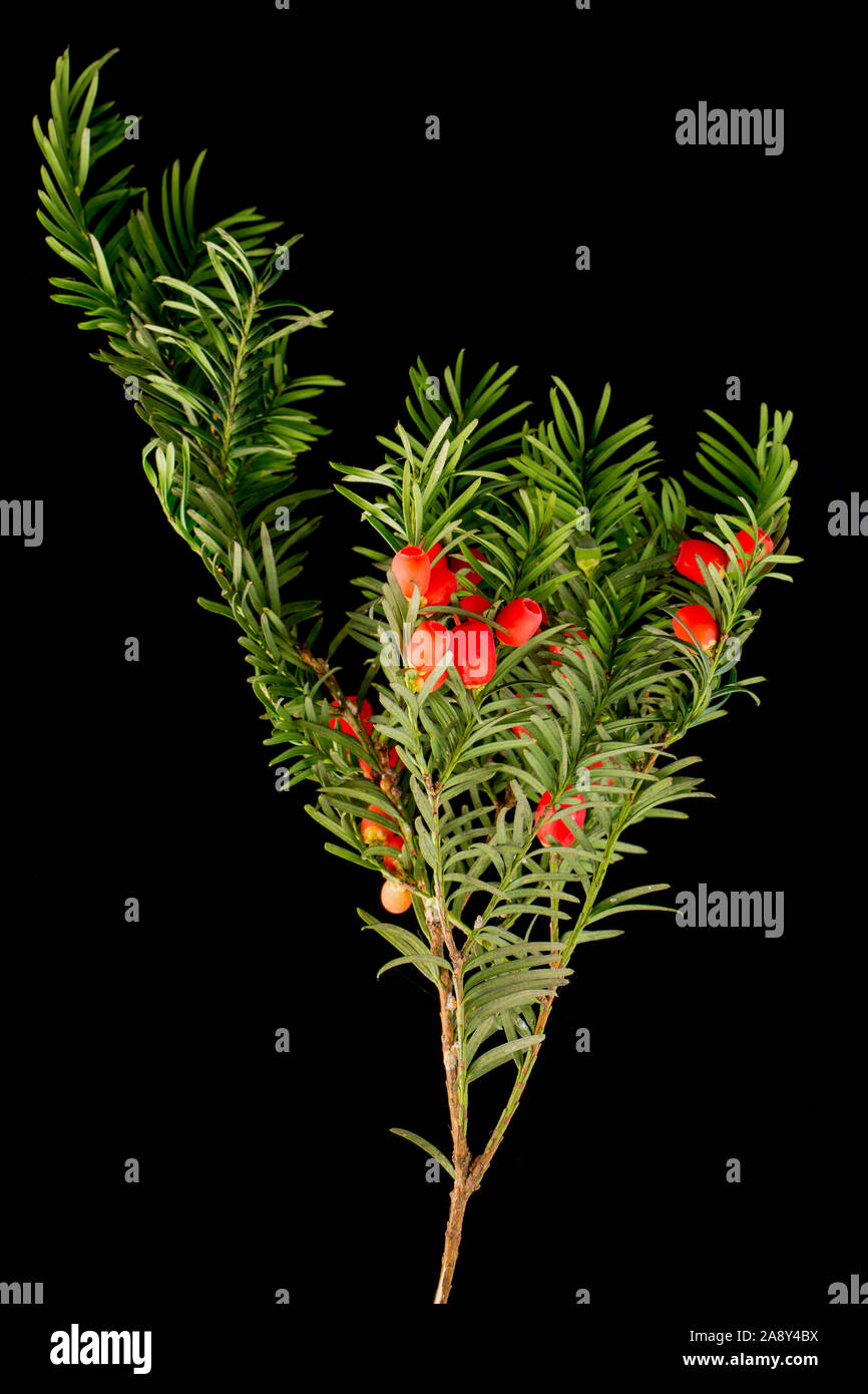 Red berries of the female yew tree, Taxus baccata, photographed in a studio against a black background. Dorset England UK GB Stock Photo