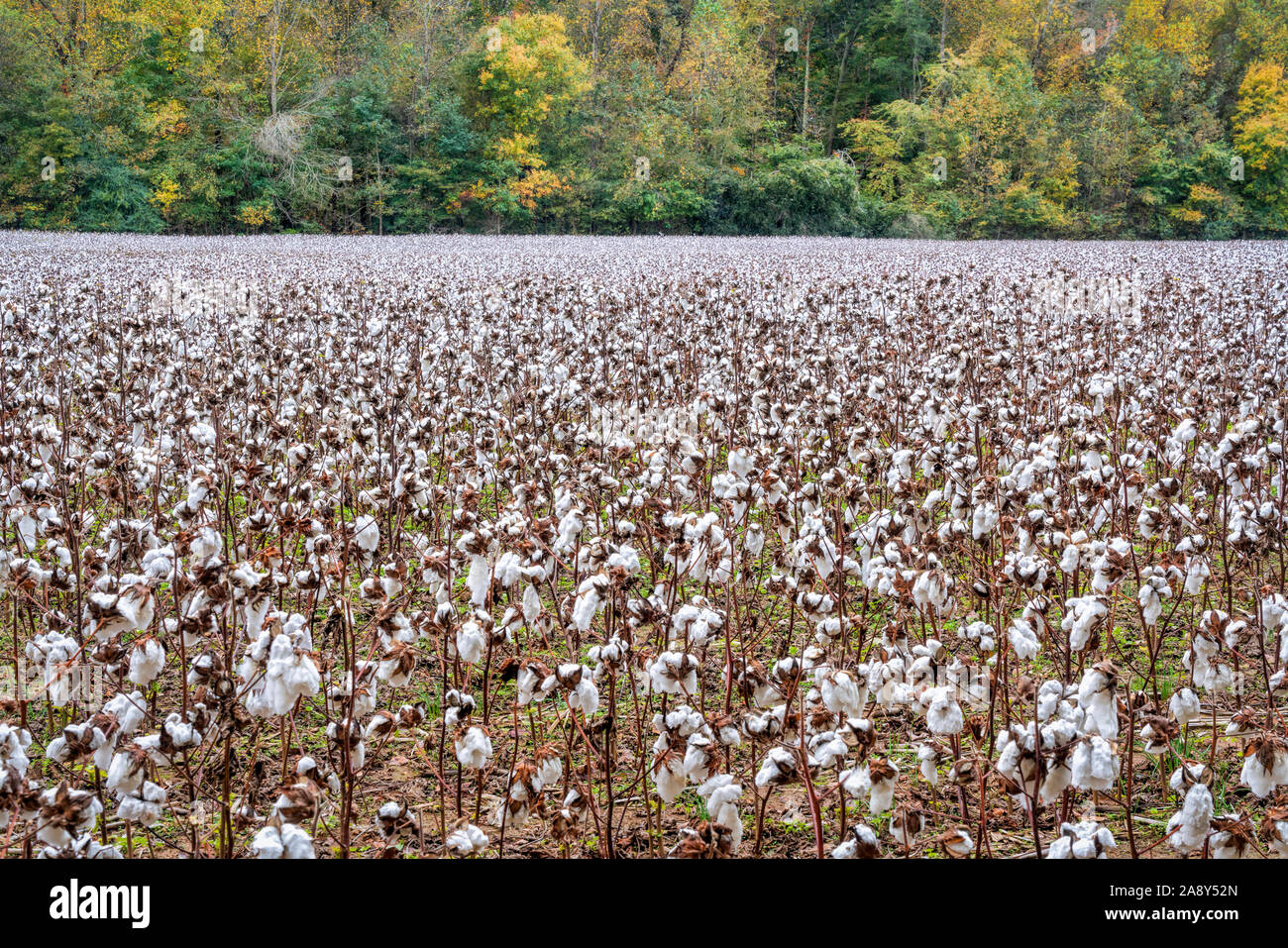 cotton field and forest in fall colors along Natchez Trace National ...