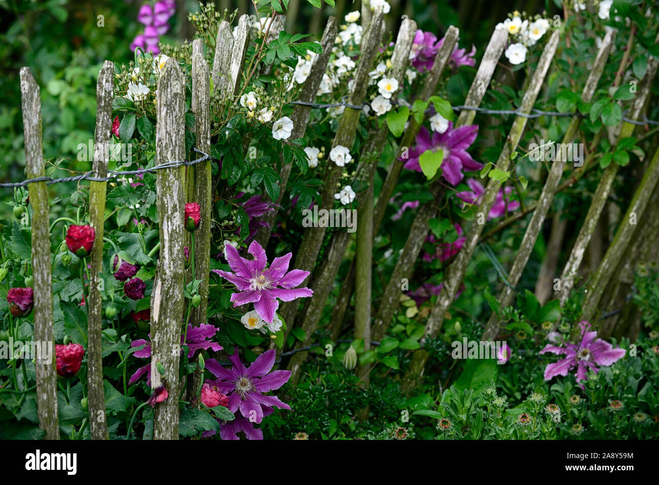 Clematis Doctor Ruppel,early large flowered clematis,pink,tone,toned,bi-color,flowers,flower,flowering,climber,climber,creeper,perennial,RM Floral Stock Photo