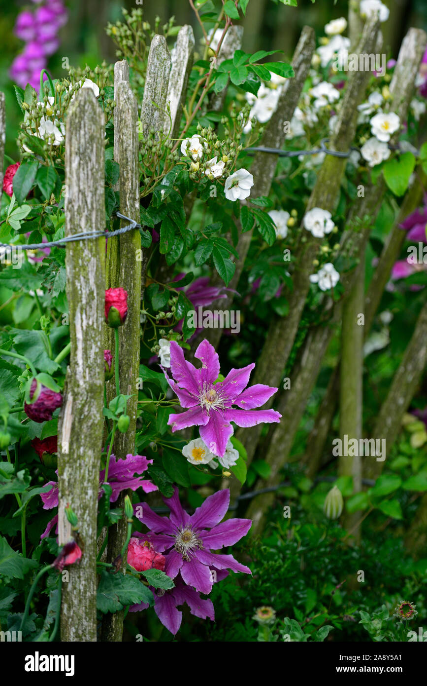 Clematis Doctor Ruppel,early large flowered clematis,pink,tone,toned,bi-color,flowers,flower,flowering,climber,climber,creeper,perennial,RM Floral Stock Photo
