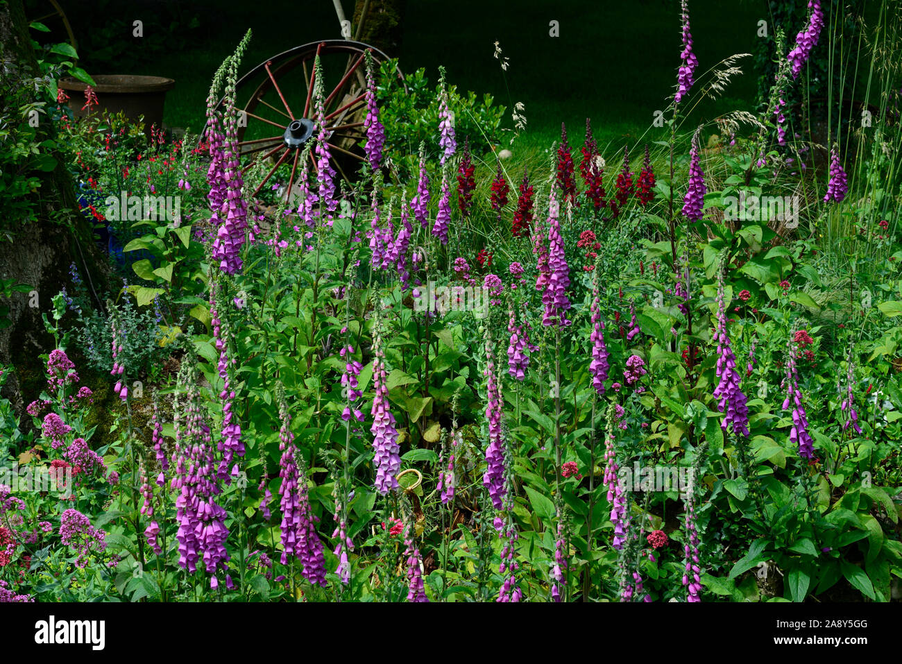 Digitalis Purpurea,foxglove,foxgloves,purple,flower,flowers,flowering ...