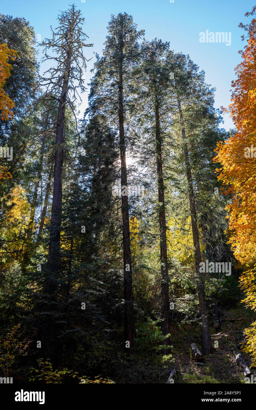 Tall backlit pines, Mt. Lemmon, Santa Catalina Mountains, Coronado National Forest, Tucson, Arizona, USA Stock Photo
