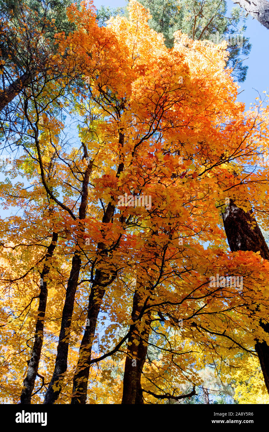Colorful autumn trees, Mt. Lemmon, Santa Catalina Mountains, Coronado National Forest, Tucson, Arizona, USA Stock Photo