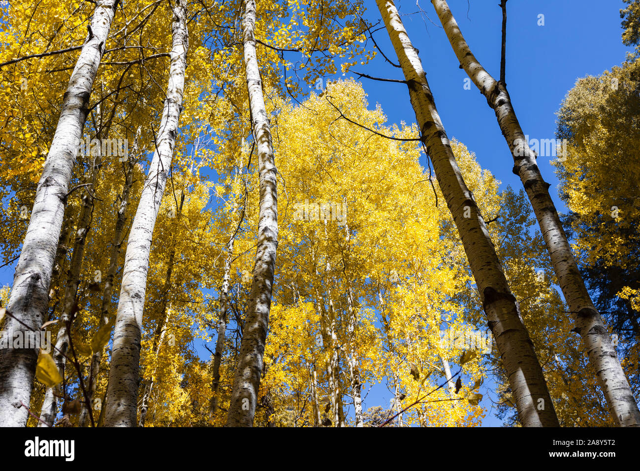 Colorful Aspen against a blue sky, Mt. Lemmon, Santa Catalina Mountains, Coronado National Forest, Tucson, Arizona, USA Stock Photo