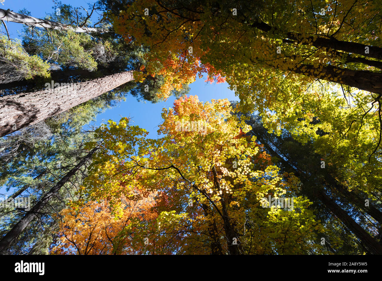 Looking up at colorful autumn trees, Mt. Lemmon, Santa Catalina Mountains, Coronado National Forest, Tucson, Arizona, USA Stock Photo