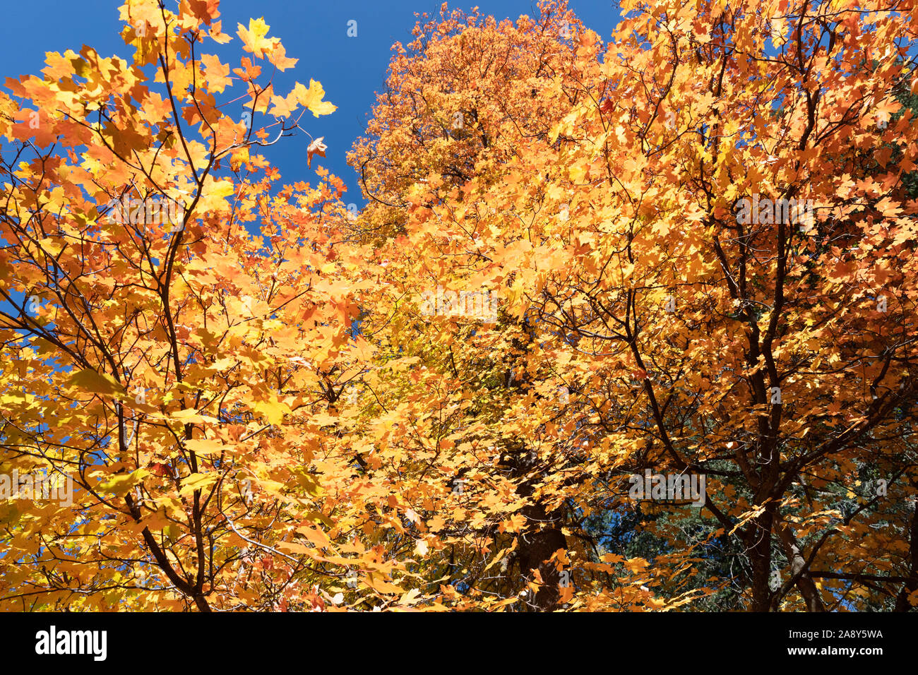 Golden leaves blue sky hi-res stock photography and images - Alamy