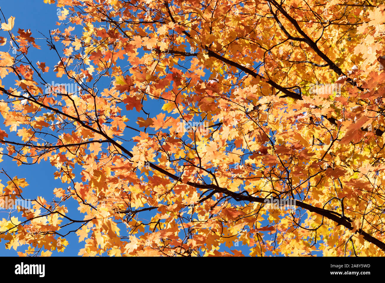 Intense fall colors, orange maple leaves backlit against a deep blue sky. Stock Photo