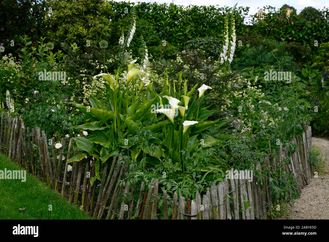 Zantedeschia aethiopica,calla lily,arum lily,white,border,borders,mix,mixed,perennial,cottage garden,RM Floral Stock Photo