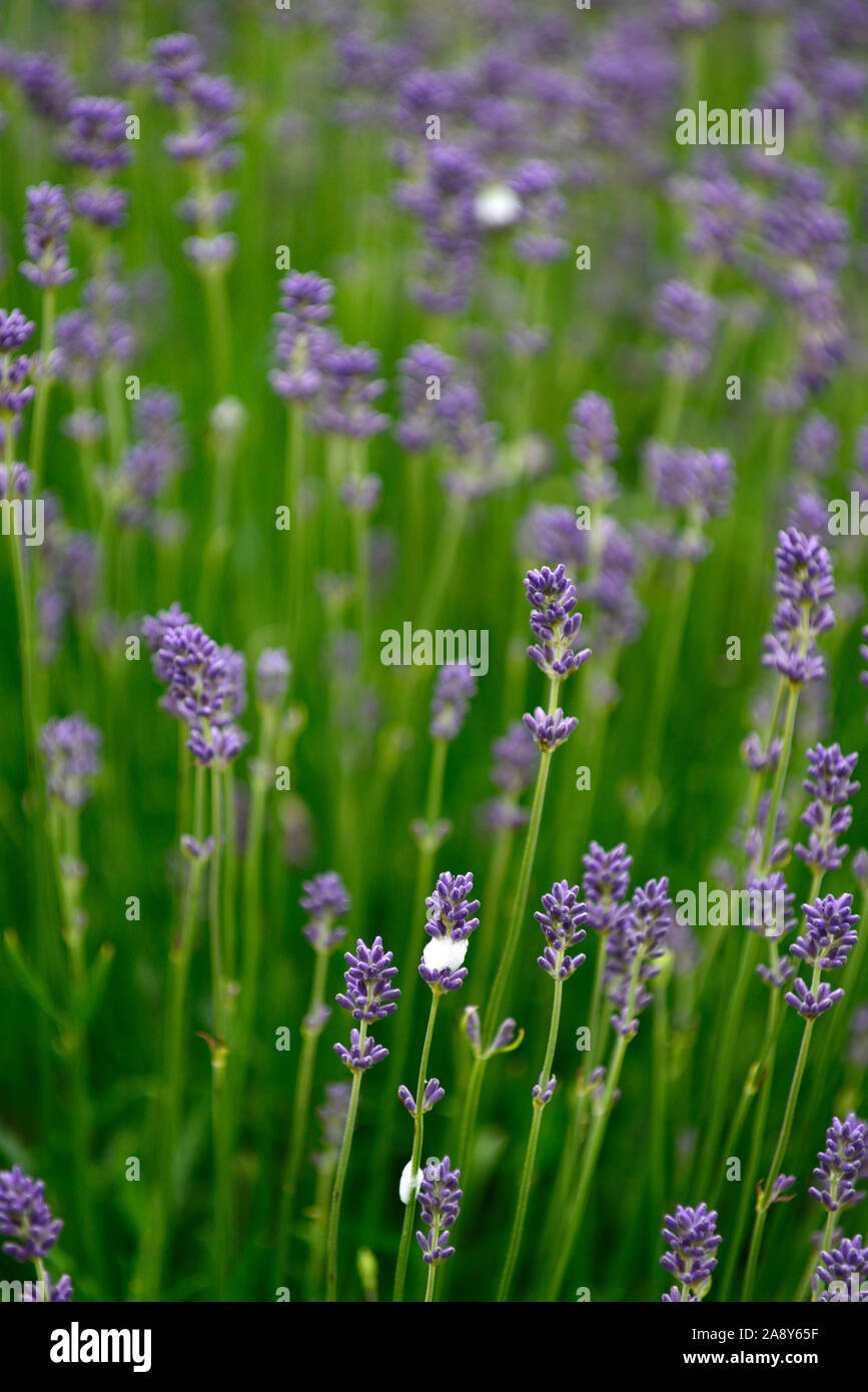 lavender,blue,lilac,flower,flowers,flowering,RM Floral Stock Photo