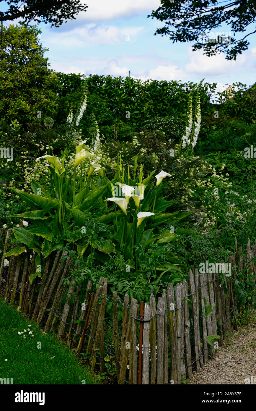 Zantedeschia aethiopica,calla lily,arum lily,white,border,borders,mix,mixed,perennial,cottage garden,RM Floral Stock Photo