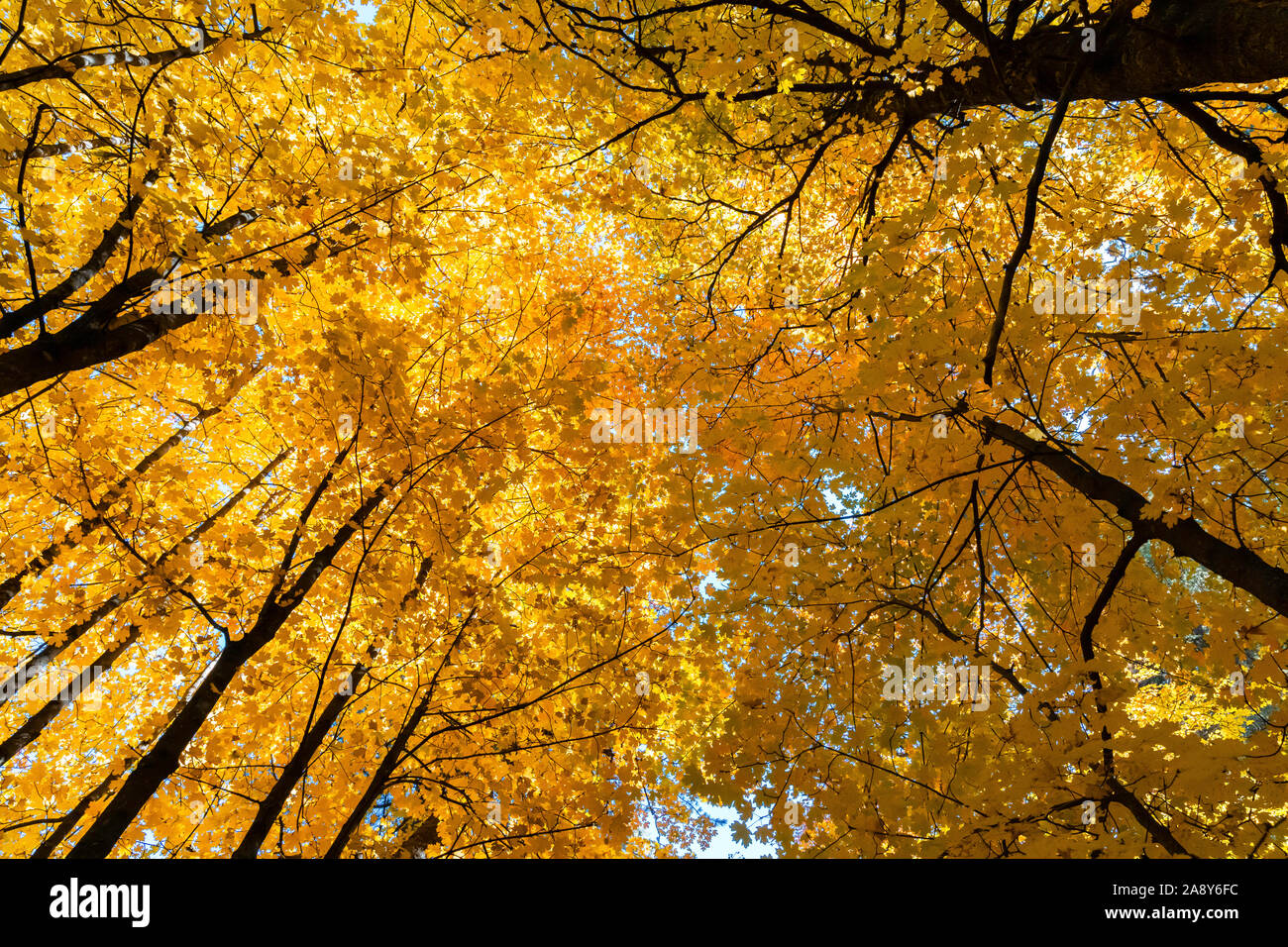 Fall colors, looking up at orange maple leaves against a blue sky. Stock Photo