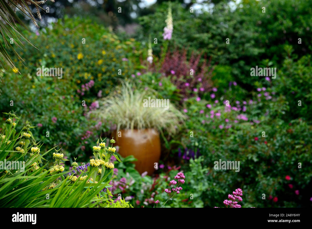 Phlomis Russeliana,yellow,flowers,flower,flowering combination,mix,mixed border,cottage garden,glazed pot,container,RM Floral Stock Photo