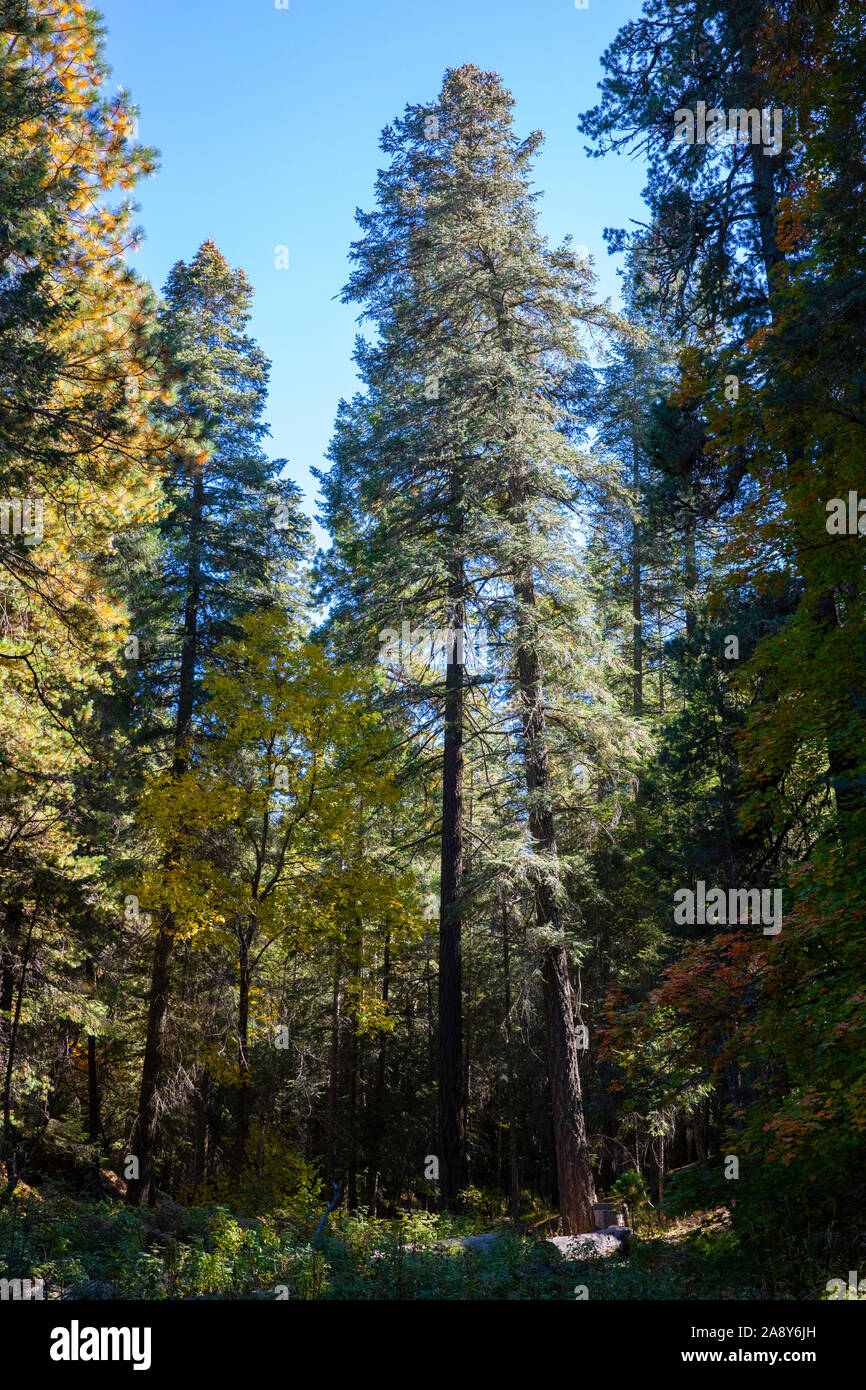 Talll pine trees against a deep blue sky, Mt. Lemmon, Santa Catalina Mountains, Coronado National Forest, Tucson, Arizona, USA Stock Photo