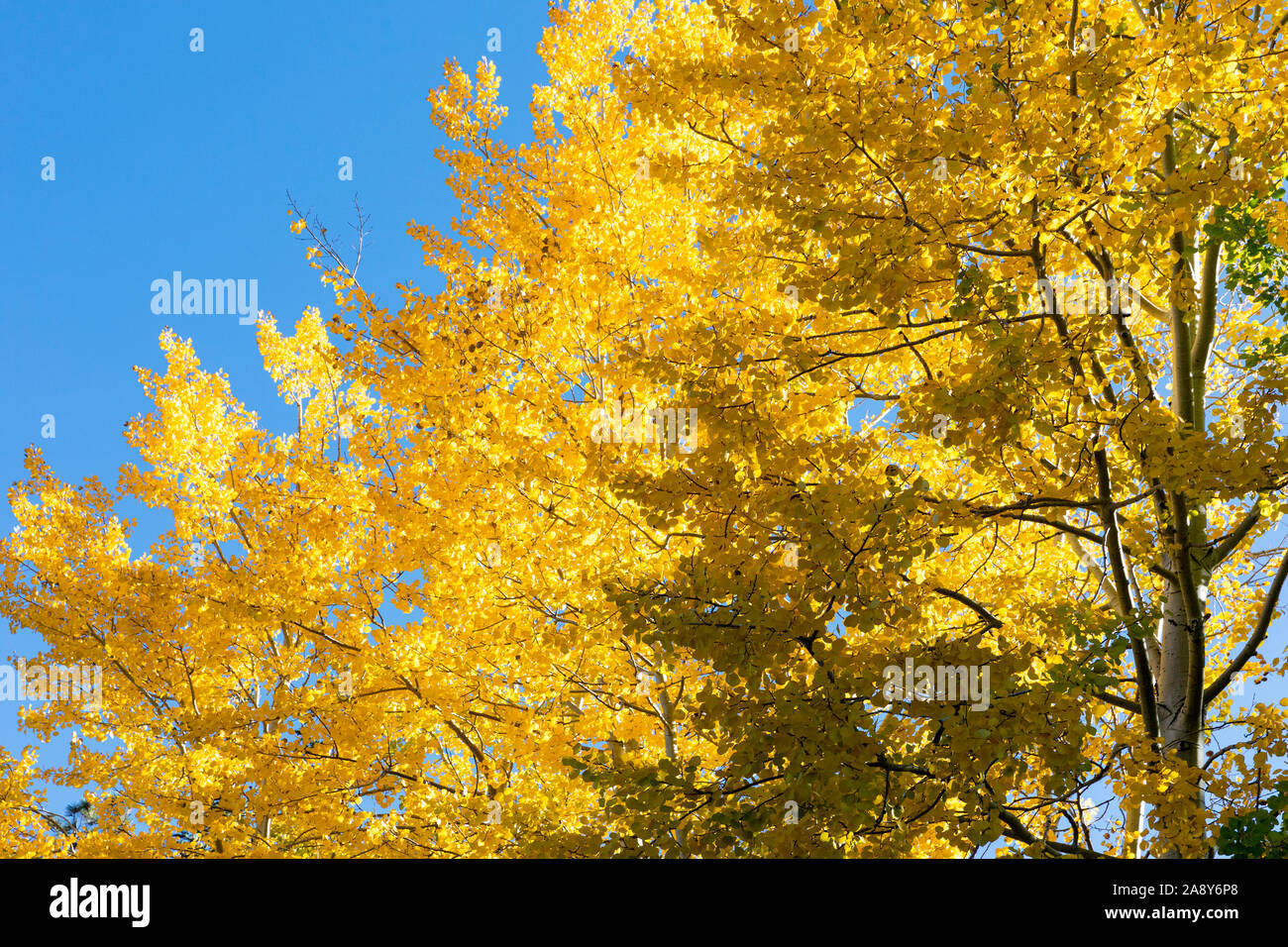 Colorful golden autumn aspen against a blue sky, Santa Catalina Mountains, Coronado National Forest, Tucson, Arizona, USA Stock Photo